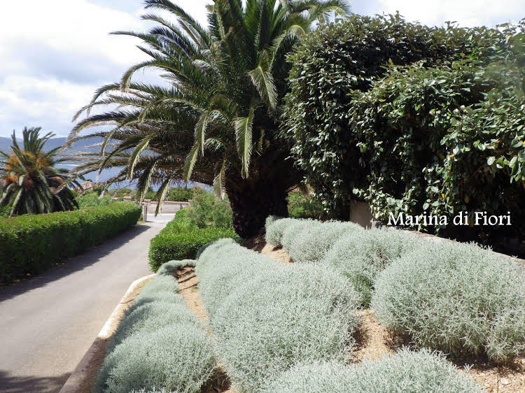 Marina di fiori