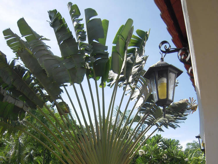 Flame Tree Villa