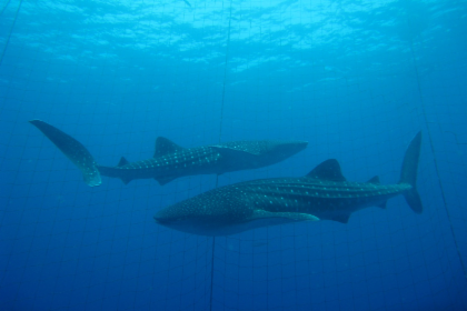 Enjoy Snorkeling With Whale Sharks In Okinawa!