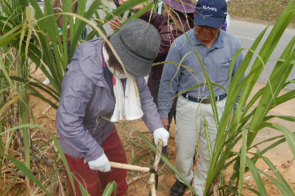 Harvest Sugarcane And Make Okinawa Soba During A Home Visit