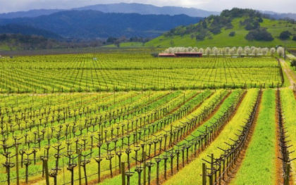 Napa And Sonoma Wine Country Tour