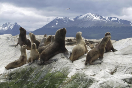Catamaran Voyage To Seal’s Island