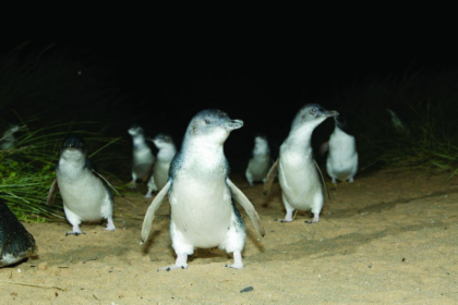 Penguins In City Of Melbourne