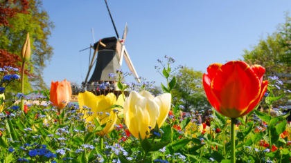 Keukenhof + Flower Fields Guided Tour From Rotterdam
