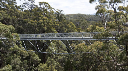 Valley Of Giant Tree Top Walk