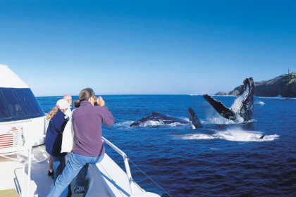 Tangalooma Whale Watching Tour
