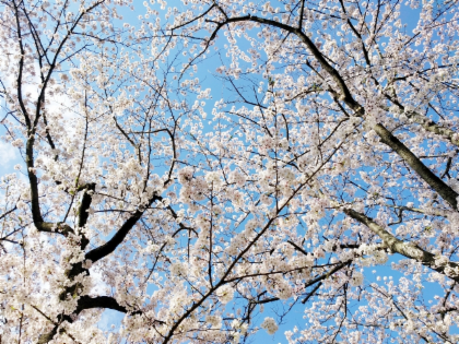 1-day Sakura Cherry Blossom Group Bus Tour In Tokyo
