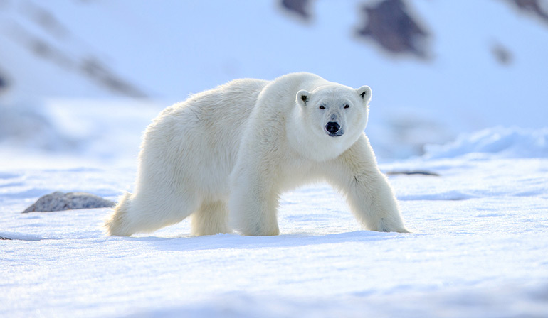 ทัวร์ยุโรป นอร์เวย์ นั่งเครื่องบินสู่สวาลบาร์ดหมู่เกาะหมีขาว เยือนแผ่นดินใกล้ขั้วโลกเหนือ ดินแดนสุดปลายทวีปยุโรป