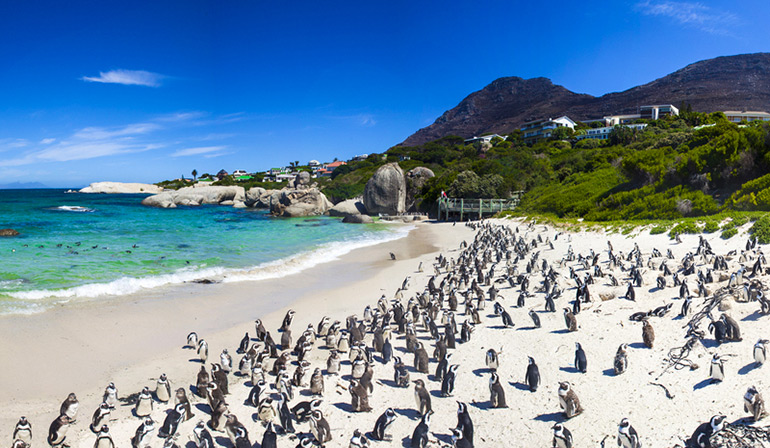 ทัวร์แอฟริกาใต้ ท่องซาฟารี ชีวิตบิ๊กไฟว์ อาณาจักรนกเพนกวินแอฟริกัน