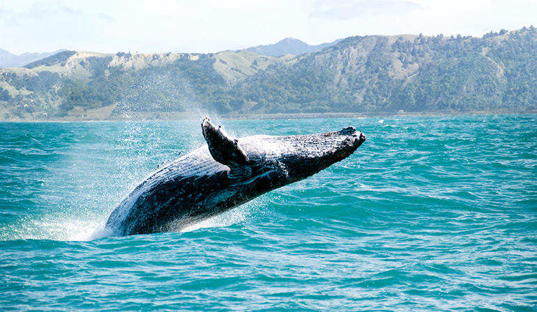 ทัวร์นิวซีแลนด์ เกาะใต้ ควีนส์ทาวน์ ล่องเรือชมวาฬ ไคคูร่า