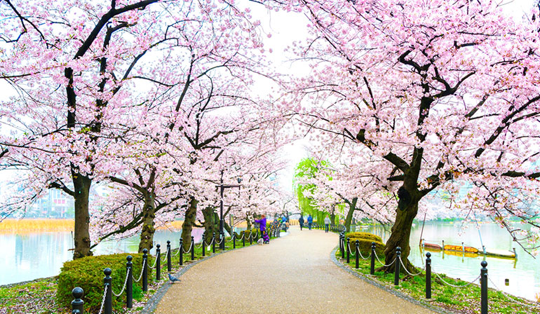 Japan Tokyo Fuji Perfect Sakura 5 Days 3 Nights TATJP7287